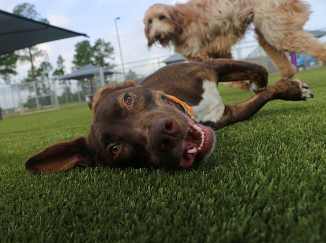 Synthetic Turf for Pets